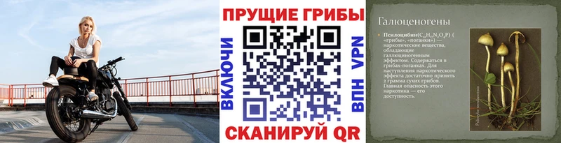 Галлюциногенные грибы мицелий  Болгар 